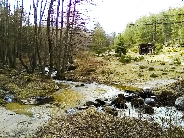 Няма опасна глутница кучета в местността Стария чарк